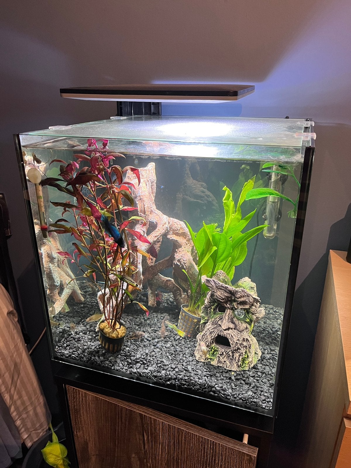 Qubiq 60 aquarium, Ophalen, Zo goed als nieuw, Leeg aquarium