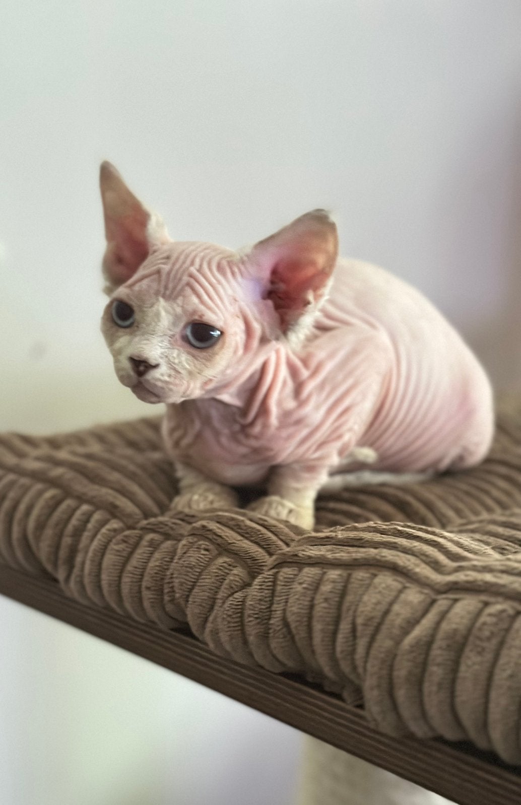 Sphynx antwerpen, Ophalen, Zo goed als nieuw, Avontuur