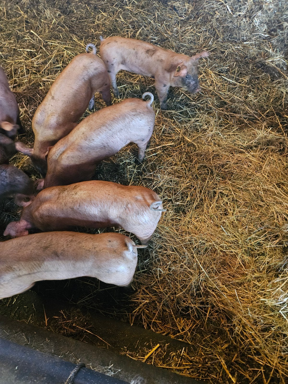 biggen, Dieren en Toebehoren, Meerdere dieren, Varken, 0 tot 2 jaar