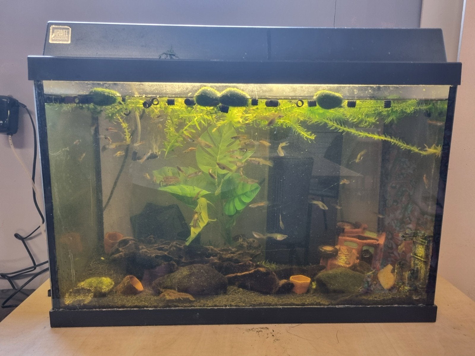 Aquarium met guppy's, Ophalen