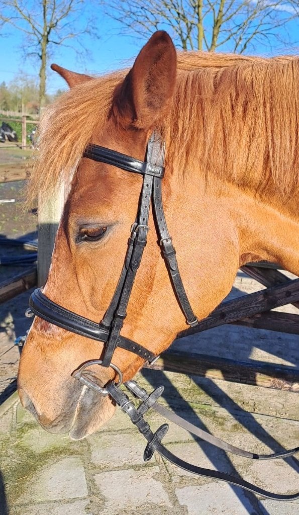 Anky hoofdstel maat pony, Hoofdstel, Inclusief teugels, Anky, Ophalen of Verzenden
