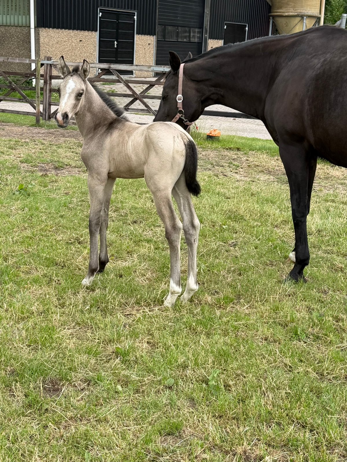 Uniek merrieveulen en 5 jaarling merrie’s!, Dieren en Toebehoren, Paarden, Merrie, Met stamboom, Niet van toepassing, Dressuurpaard
