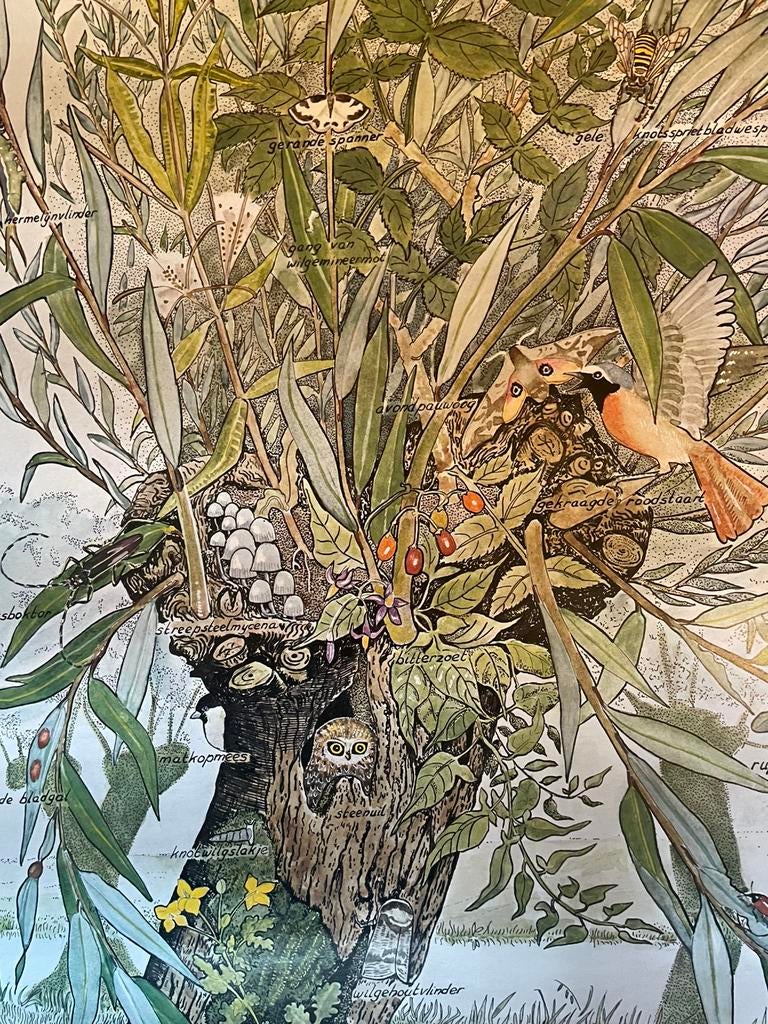 Natuur poster, Ophalen of Verzenden, Gebruikt, Rechthoekig Staand, Dier of Natuur