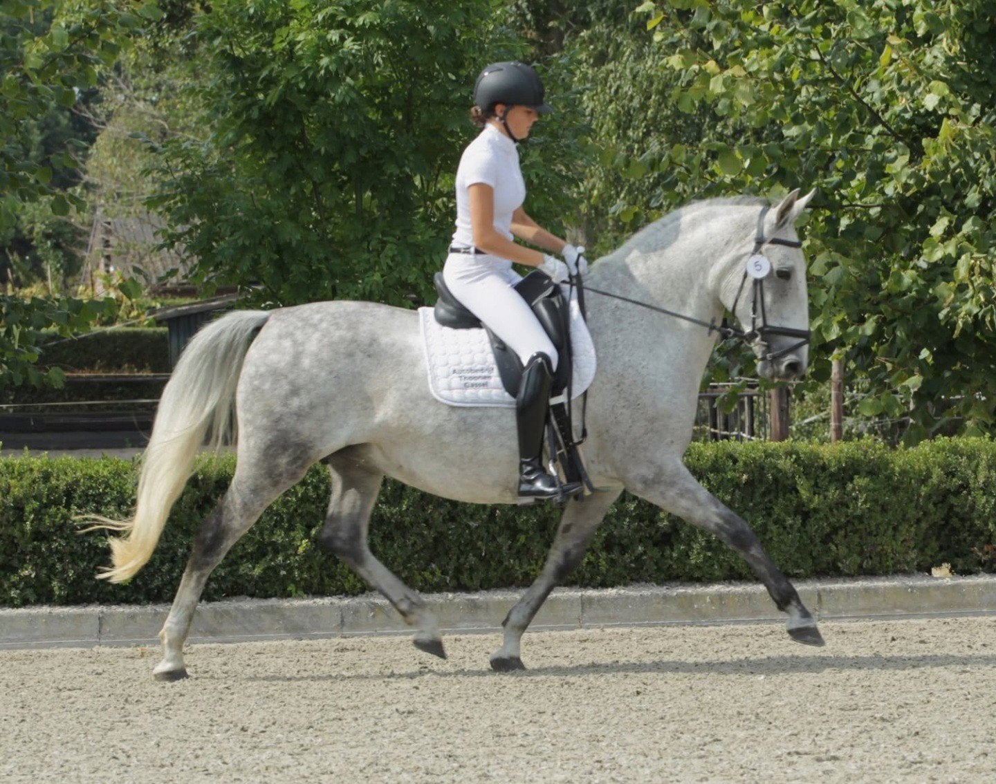barokke Lipizzaner merrie, dressuurpaard, Merrie, Minder dan 160 cm, Dressuurpaard, 11 jaar of ouder
