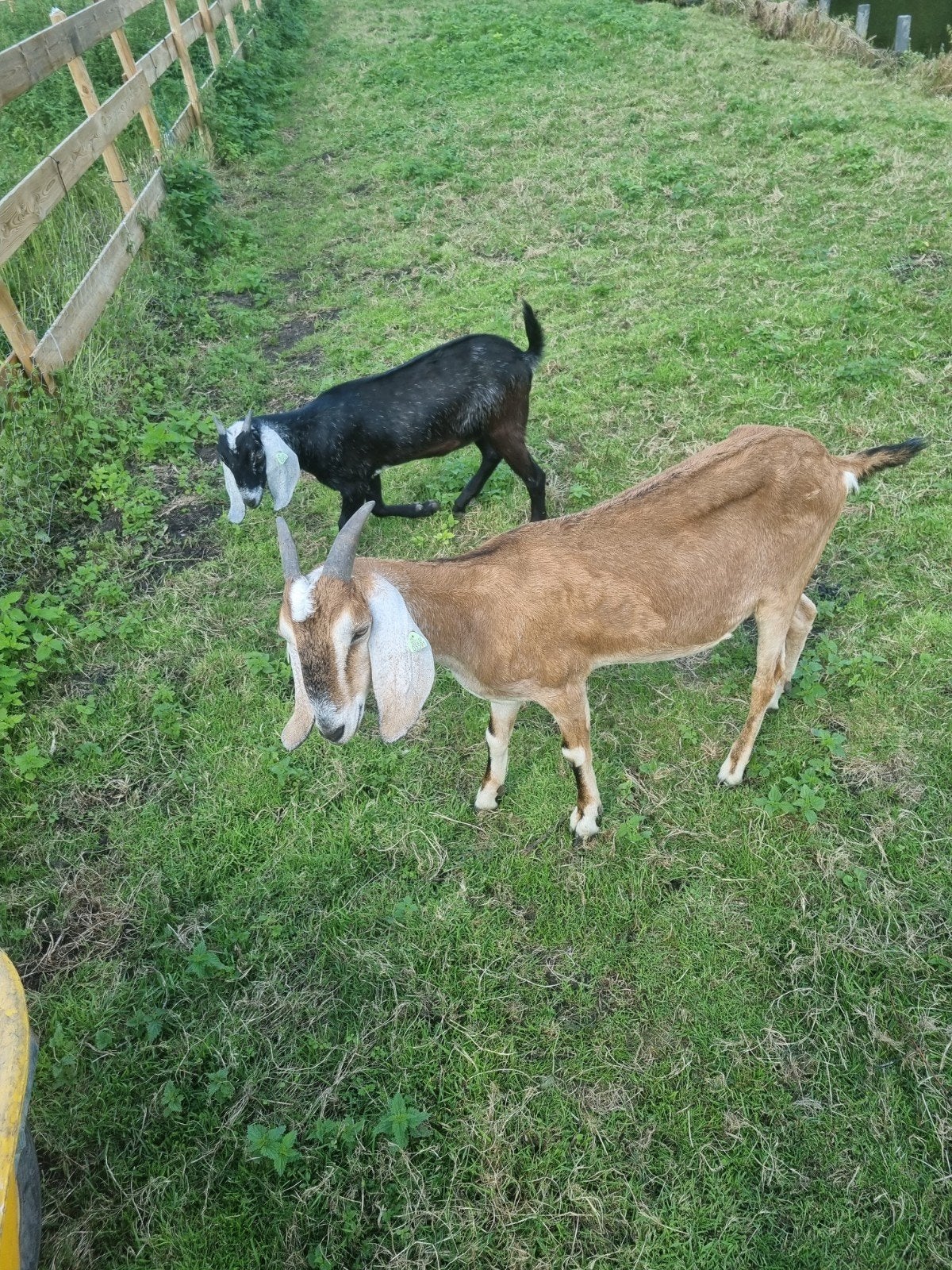 te koop moeder nubische geit met dochter, Dieren en Toebehoren, Vrouwelijk, Geit, 0 tot 2 jaar