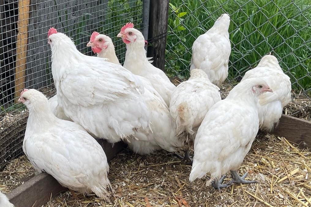 Poule de Bresse hennen van dit jaar, Vrouwelijk, Kip