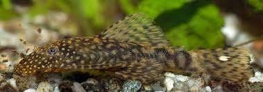 Ancistrus Sp. Common - Large - Koidream Valburg, Vis, Zoetwatervis