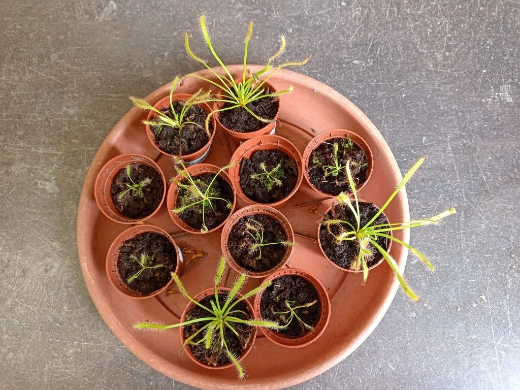Drosera, Zonnedauw, vleesetende plant, Ophalen, Overige soorten, Minder dan 100 cm, Bloeiende kamerplant