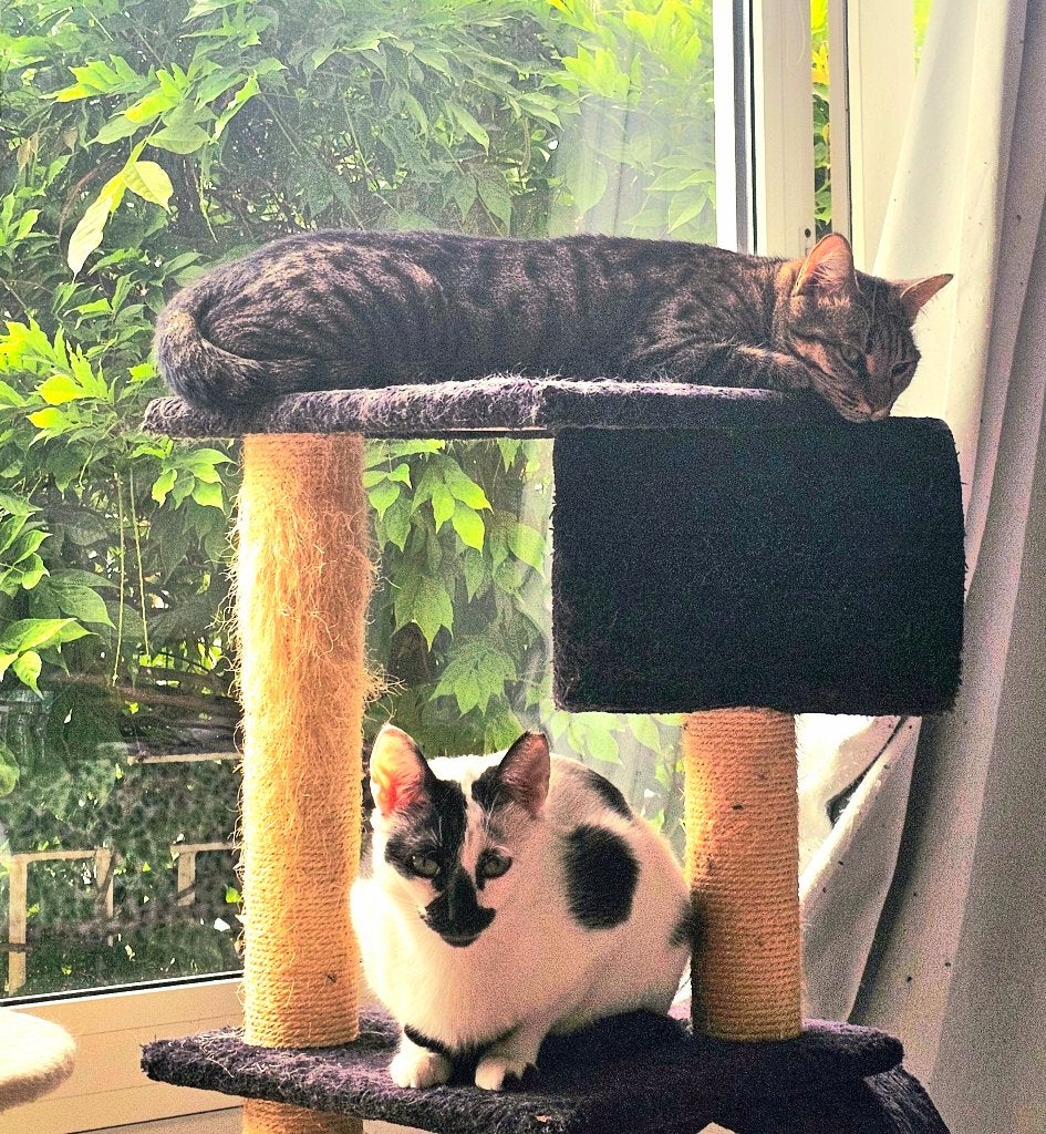 2 lieve vrolijke katjes(m/v) geholpen/chip/ingeent/getest, Dieren en Toebehoren, Katten en Kittens | Overige Katten, Meerdere dieren