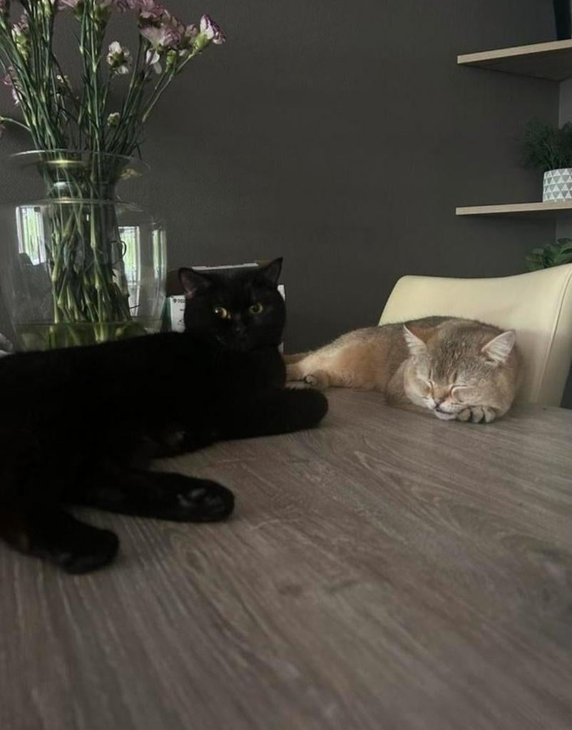 3 lieve Britse korthaar kittens mogen gelijk weg, Meerdere dieren, Gechipt, 0 tot 2 jaar