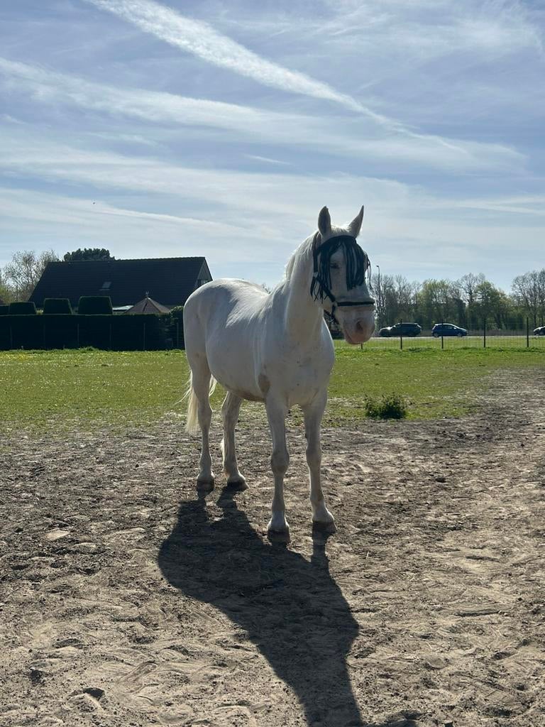 Verzorgpaard aangeboden/verzorger gezocht, Dieren en Toebehoren, Ophalen of Verzenden