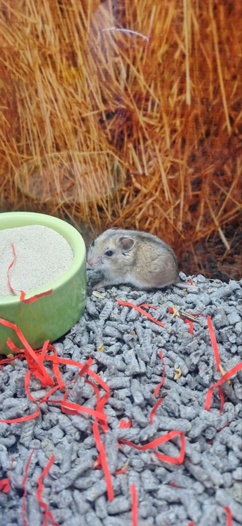 Chinese hamster vrouw, Dieren en Toebehoren, Knaagdieren, Hamster, April, Vrouwelijk, Tam