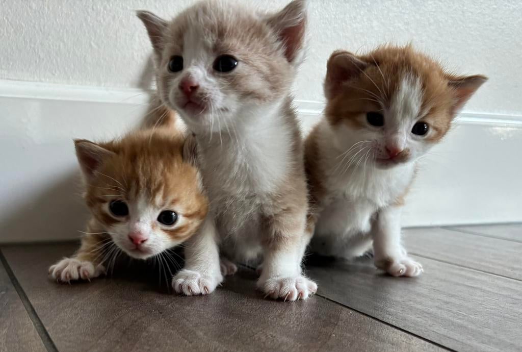 😄 Super lieve en sociale kittens 🥳, Dieren en Toebehoren, Katten en Kittens | Overige Katten, Meerdere dieren, Kortharig, 0 tot 2 jaar
