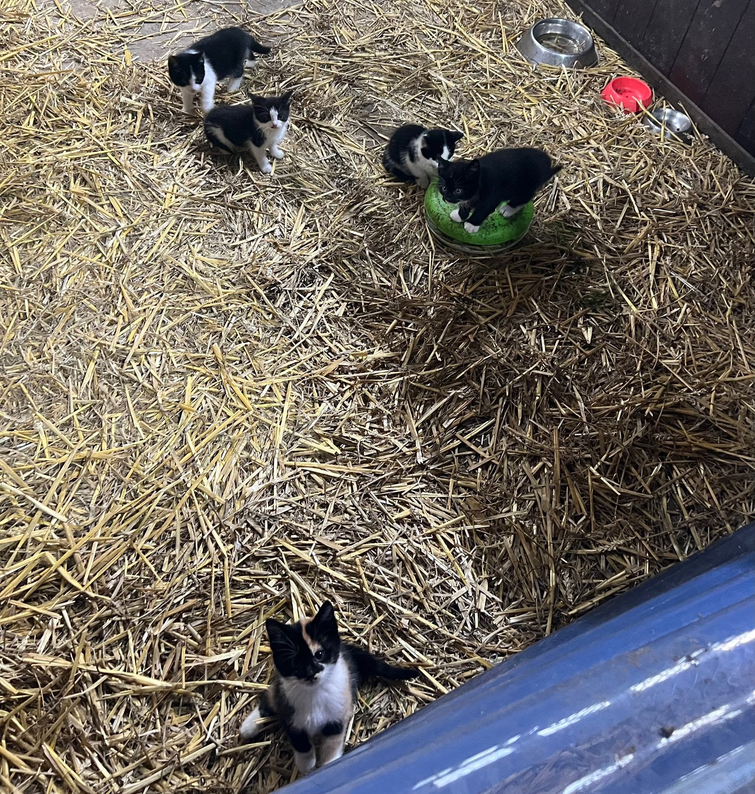 Boerderij kittens, Meerdere dieren, Kortharig, 0 tot 2 jaar