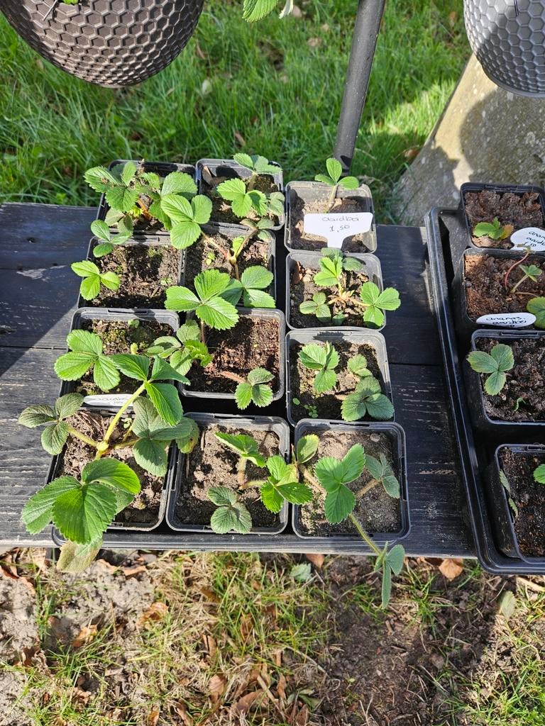 Verse aardbeienplantjes voor uw tuin, Tuin en Terras, Volle zon, Vaste plant, Ophalen of Verzenden, Fruitplanten