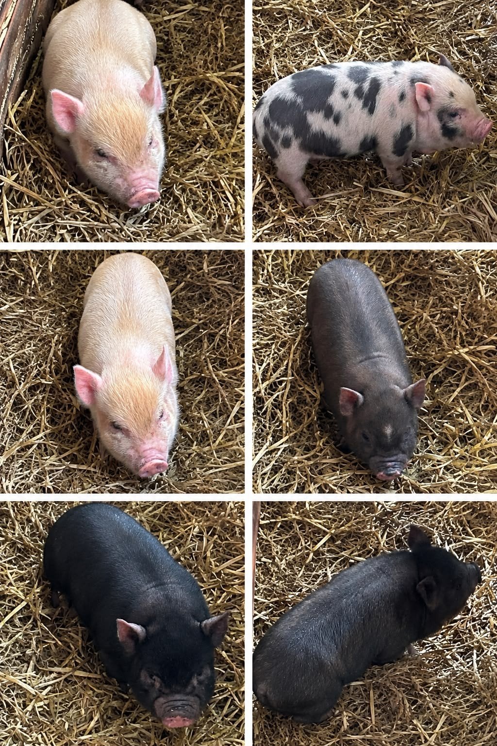 mini varkens, Dieren en Toebehoren, Meerdere dieren, Varken, 0 tot 2 jaar