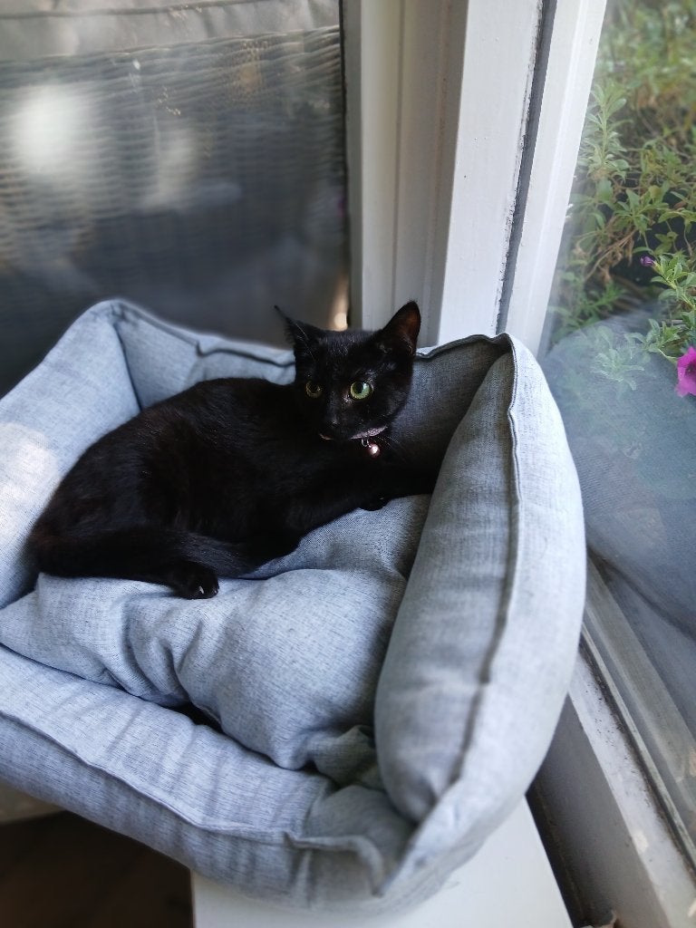 Prachtige kittens, mogen naar nieuw baasje, Poes, Ontwormd, 0 tot 2 jaar