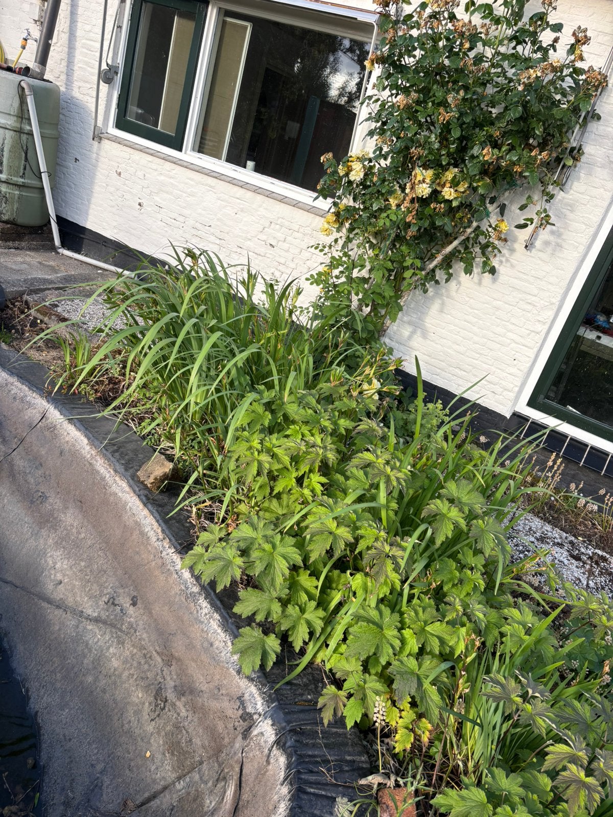 Gratis Vijver planten, Tuin en Terras, Ophalen, Overige soorten, 100 tot 250 cm