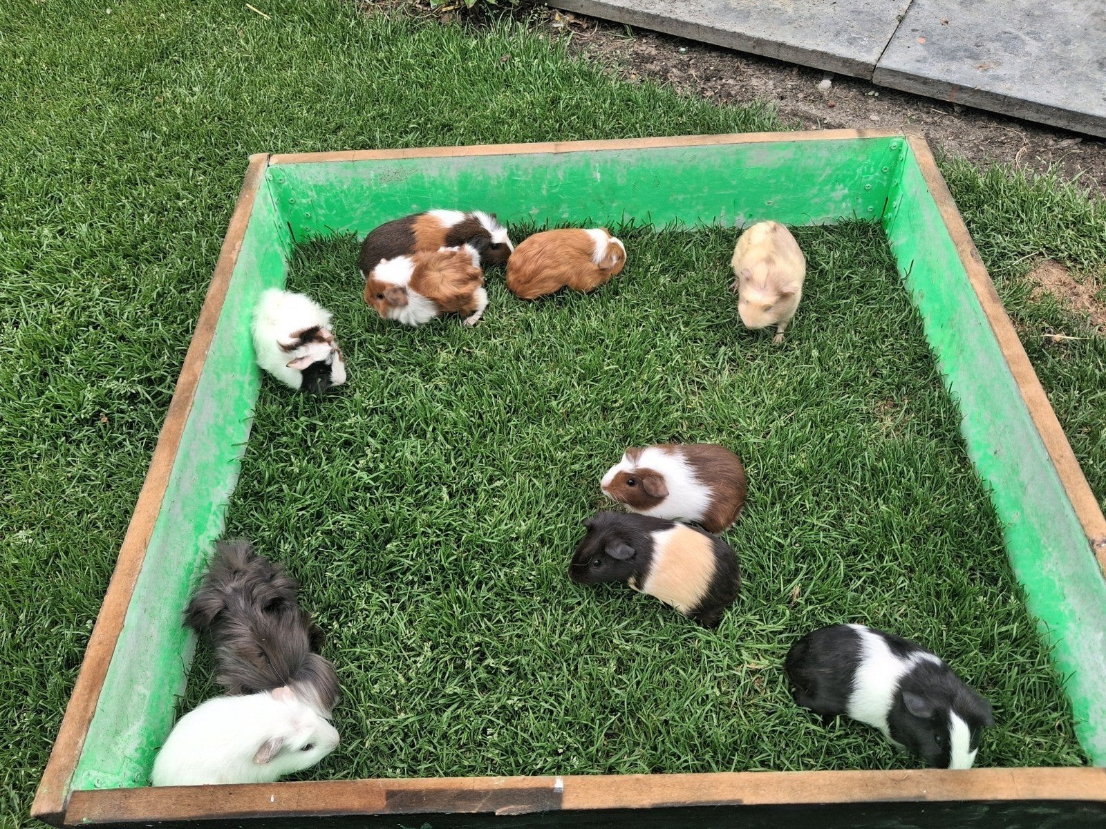 jonge cavia's, Cavia, Juli, Meerdere dieren, Tam