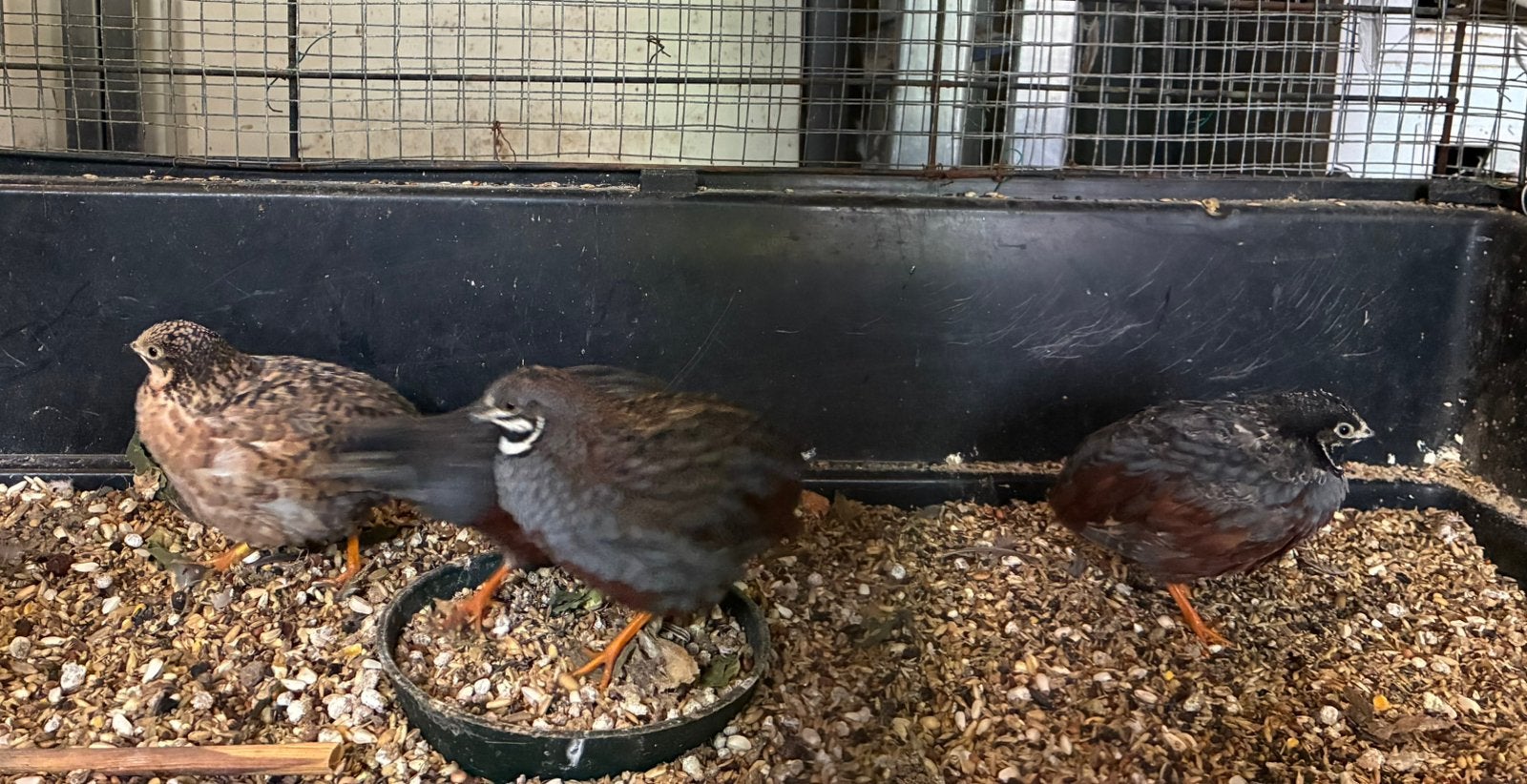 Chinese dwergkwartels hanen RUILEN, Dieren en Toebehoren, Juli, Mannelijk