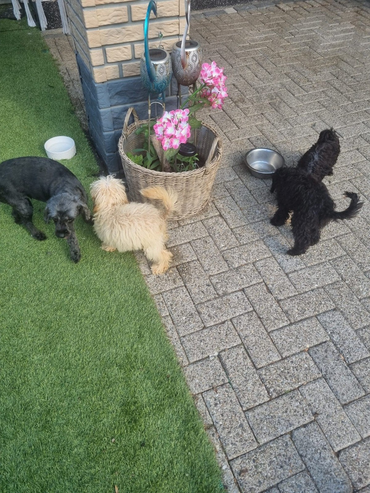 Cavapoo pups, Overige rassen, 8 tot 15 weken, Parvo, Meerdere dieren