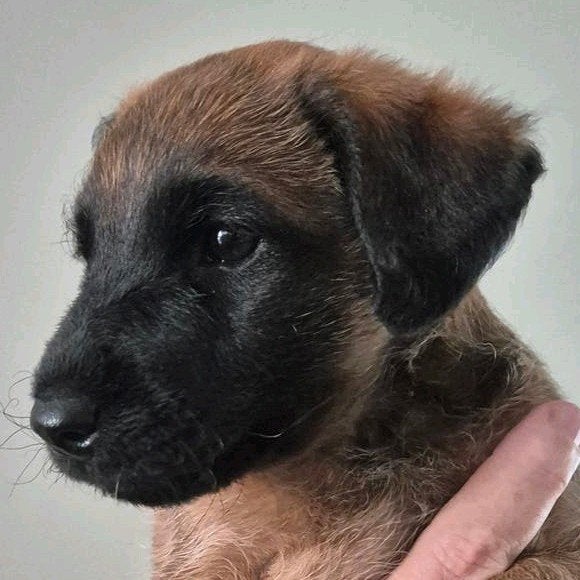 WESTFALENTERRIER PUP REU, Parvo, Reu, 8 tot 15 weken, Eén hond