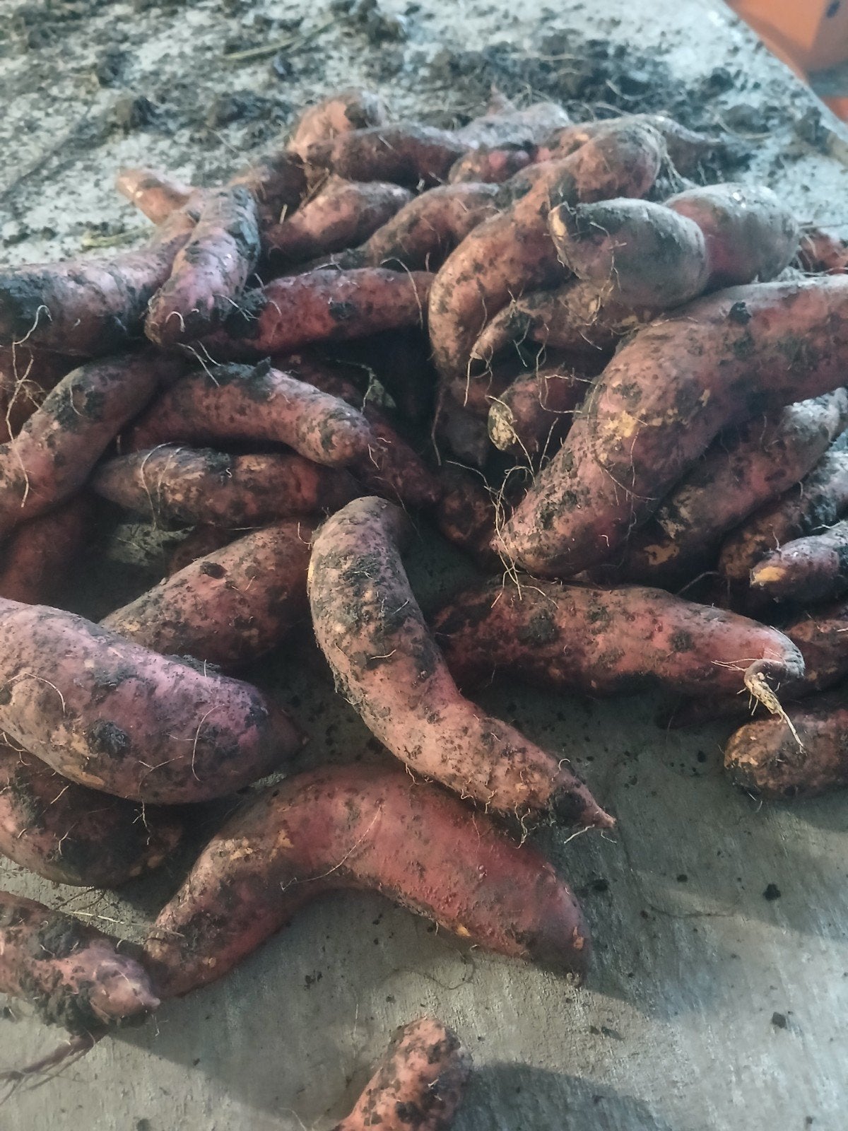 te koop zoete aardappel in elke gewenst verpakking, Ophalen