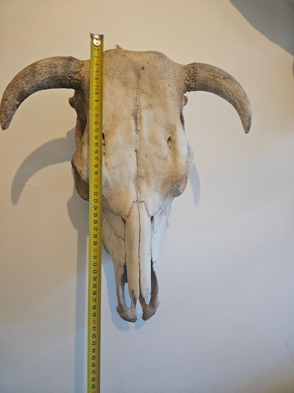 Grote schedel met hoorns - Decoratie, Ophalen