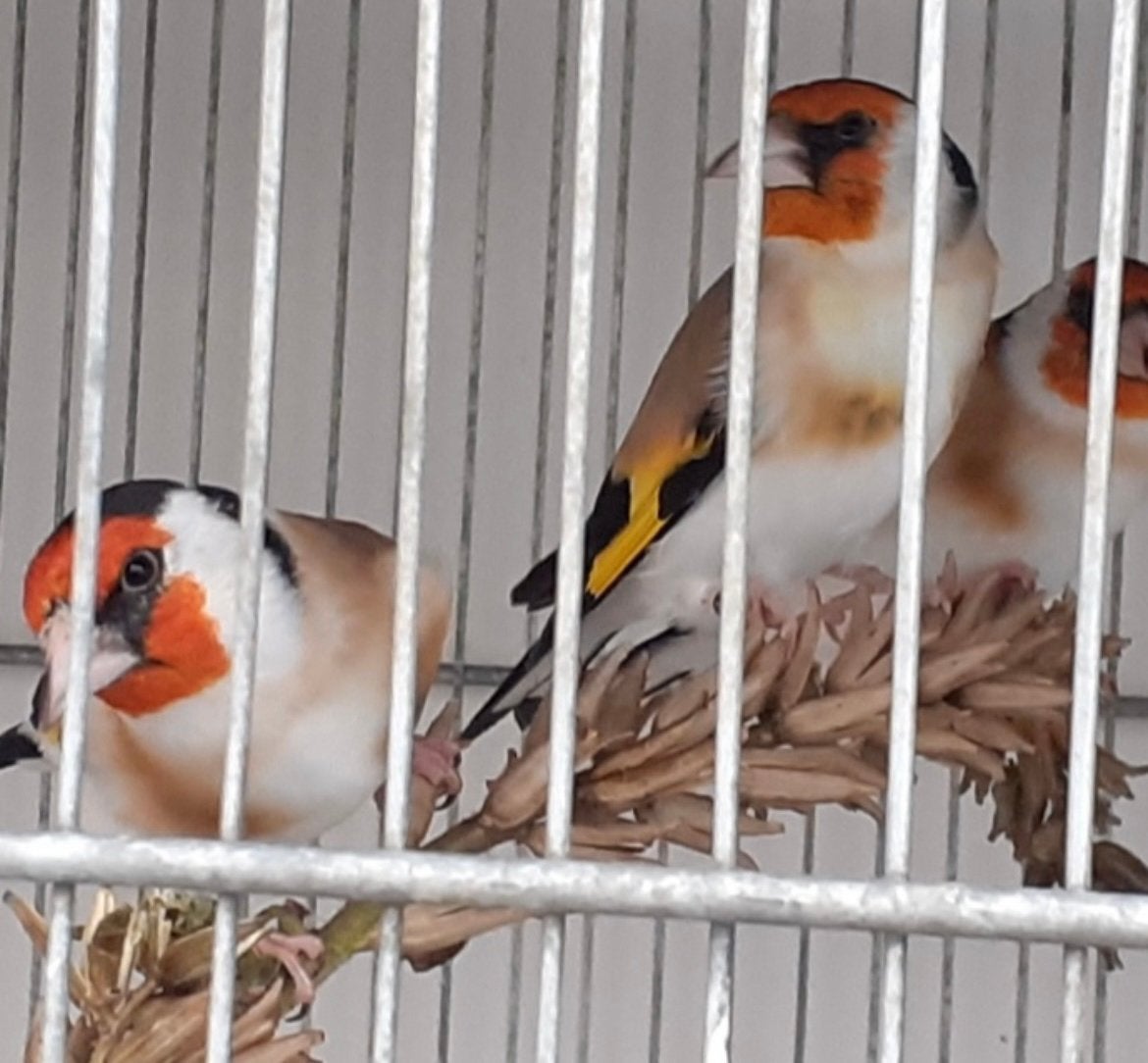 Mooie forse onverwante koppels wildkleur majoor putters/2026, Dieren en Toebehoren, Meerdere dieren, Wildzangvogel, Geringd