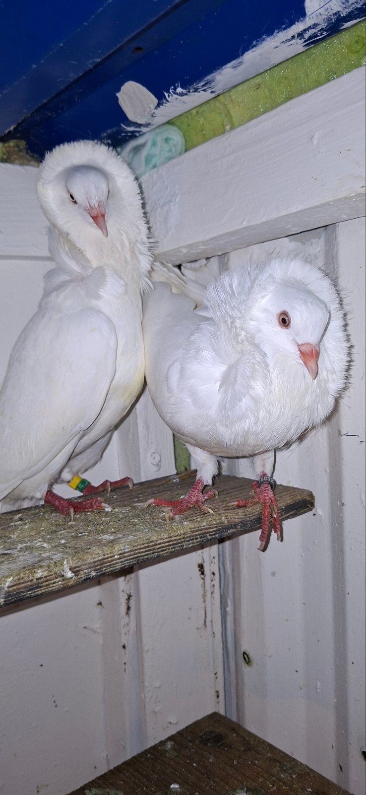 te koop sierduiven Oudhollands kapucijnen duiven, Dieren en Toebehoren, Meerdere dieren, Overige soorten