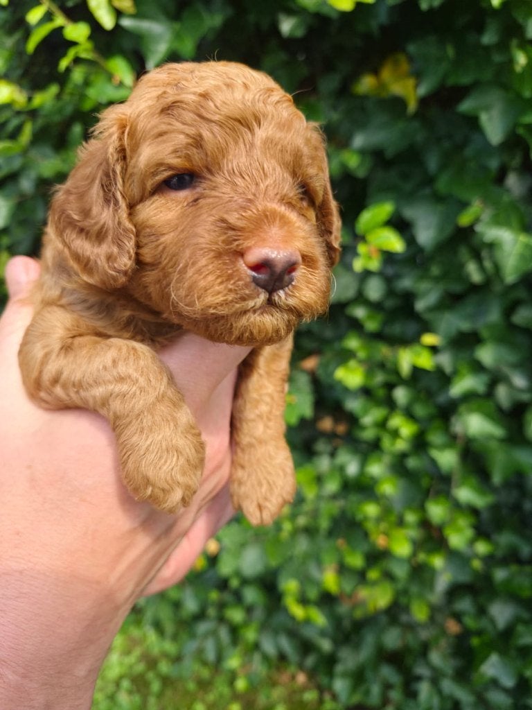 Prachtige Multigen Labradoodle pups, 8 tot 15 weken, Parvo, Meerdere, Meerdere dieren