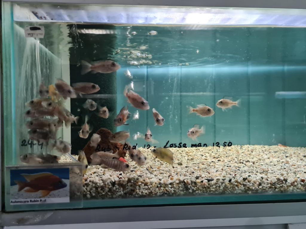 Aulonocara Rubin Red Malawi Cichliden, Vis, Zoetwatervis