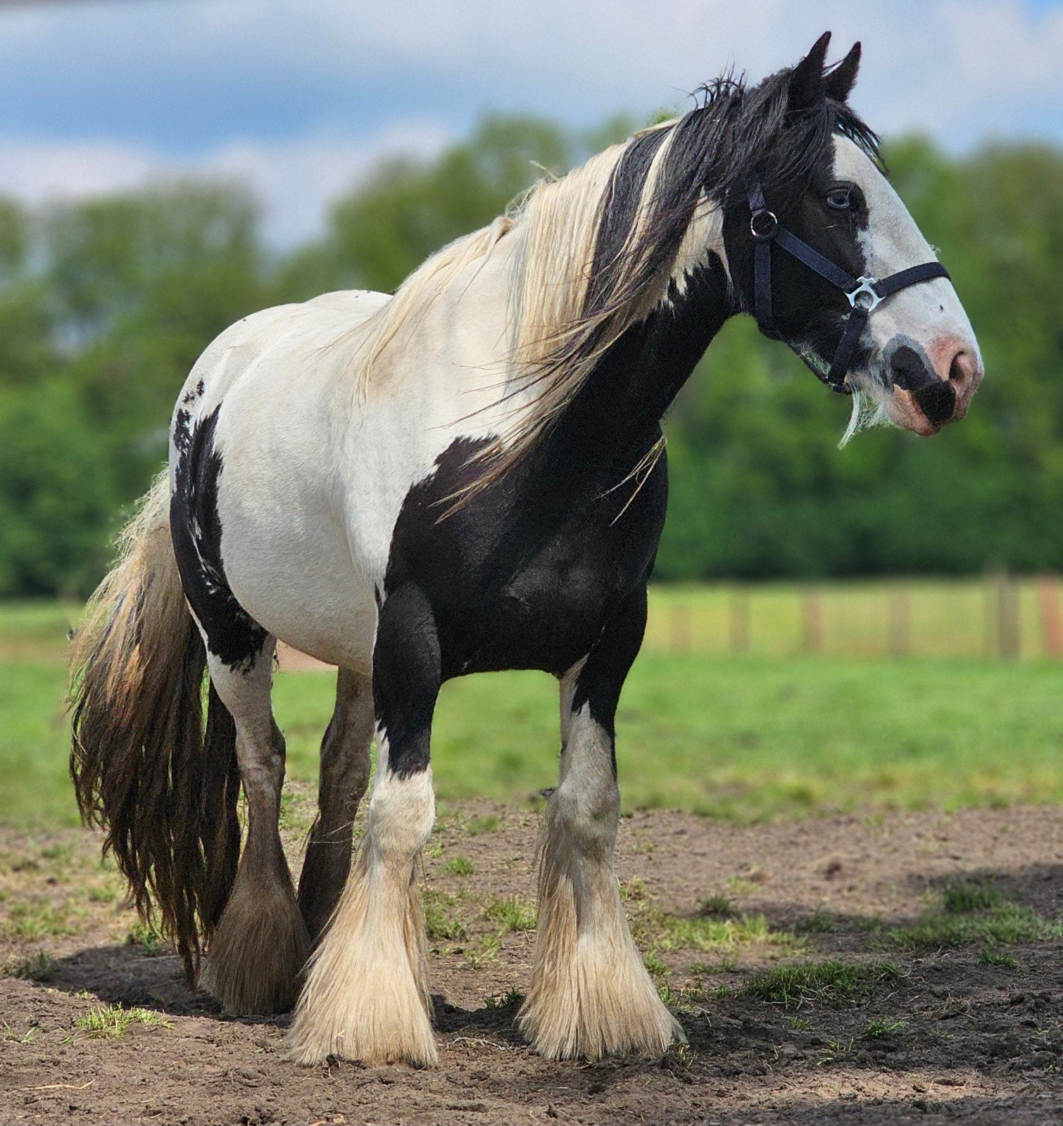 Tinker die nieuwe plek zoekt., Dieren en Toebehoren, Paarden, Minder dan 160 cm, Met stamboom, 3 tot 6 jaar, Meerdere dieren