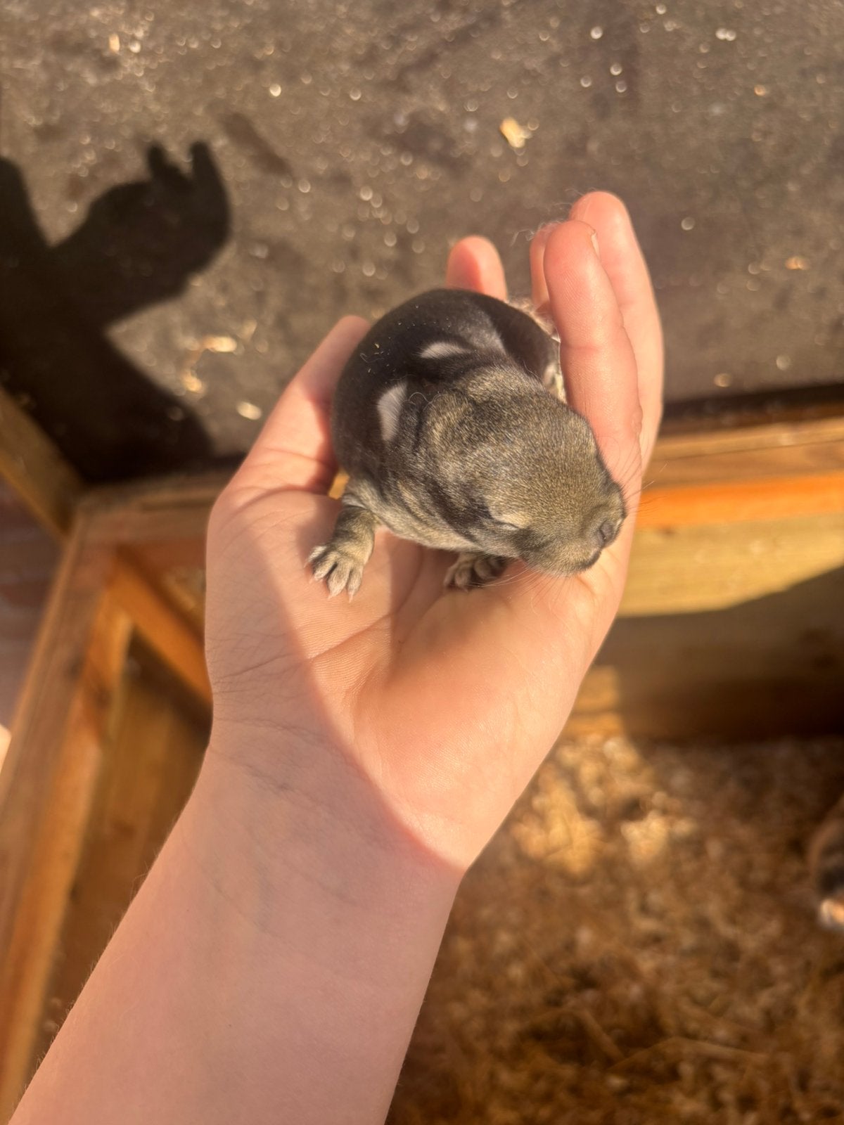 Baby konijnen te rezeveren, Dieren en Toebehoren, Meerdere dieren