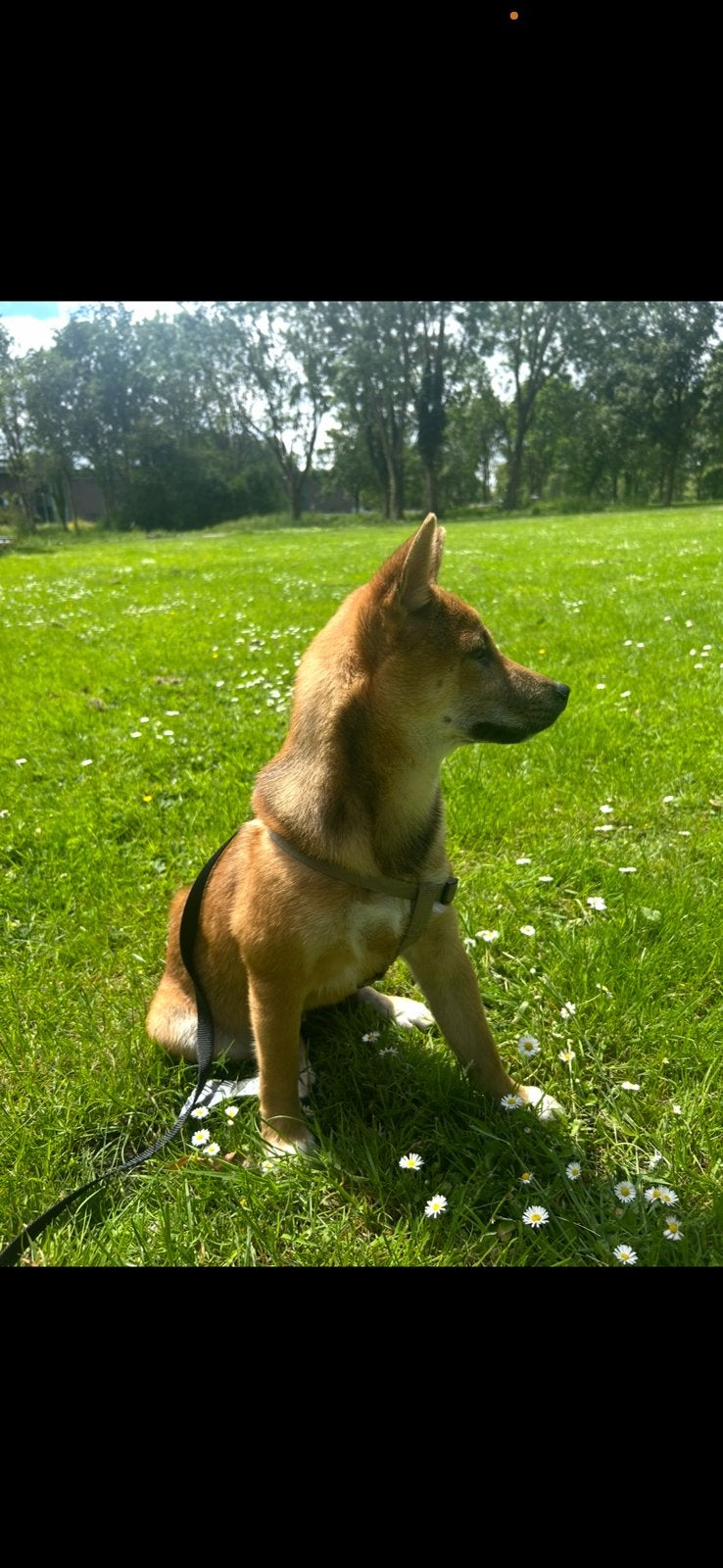 Shiba inu puppy, Dieren en Toebehoren, Honden | Herdershonden en Veedrijvers, 15 weken tot 1 jaar, Parvo, Eén hond, Nederland