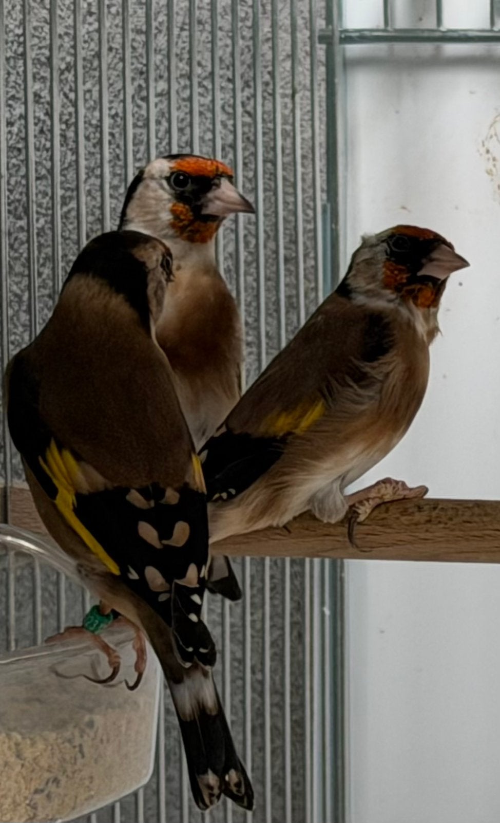 Kleine Putters Carduelis Distelvink 2026, Dieren en Toebehoren, Meerdere dieren, Wildzangvogel, Geringd