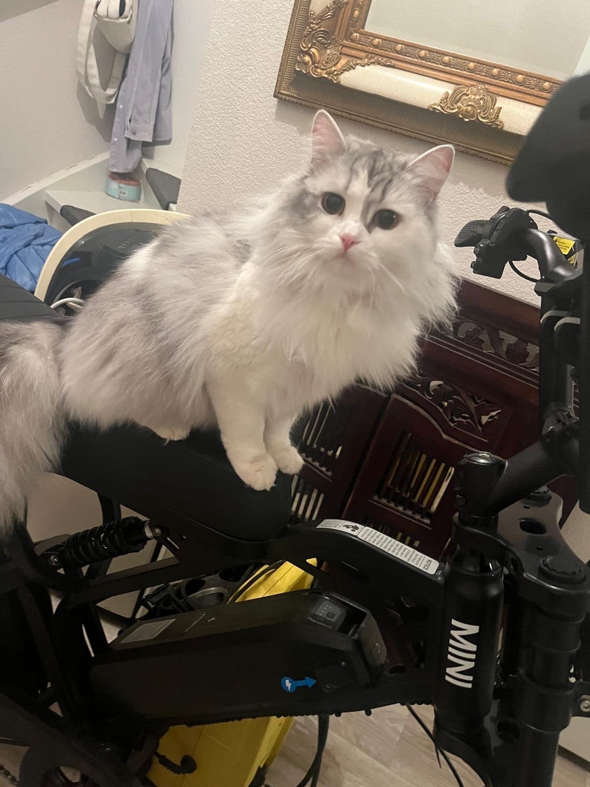 Siberische poes, Poes, Gechipt