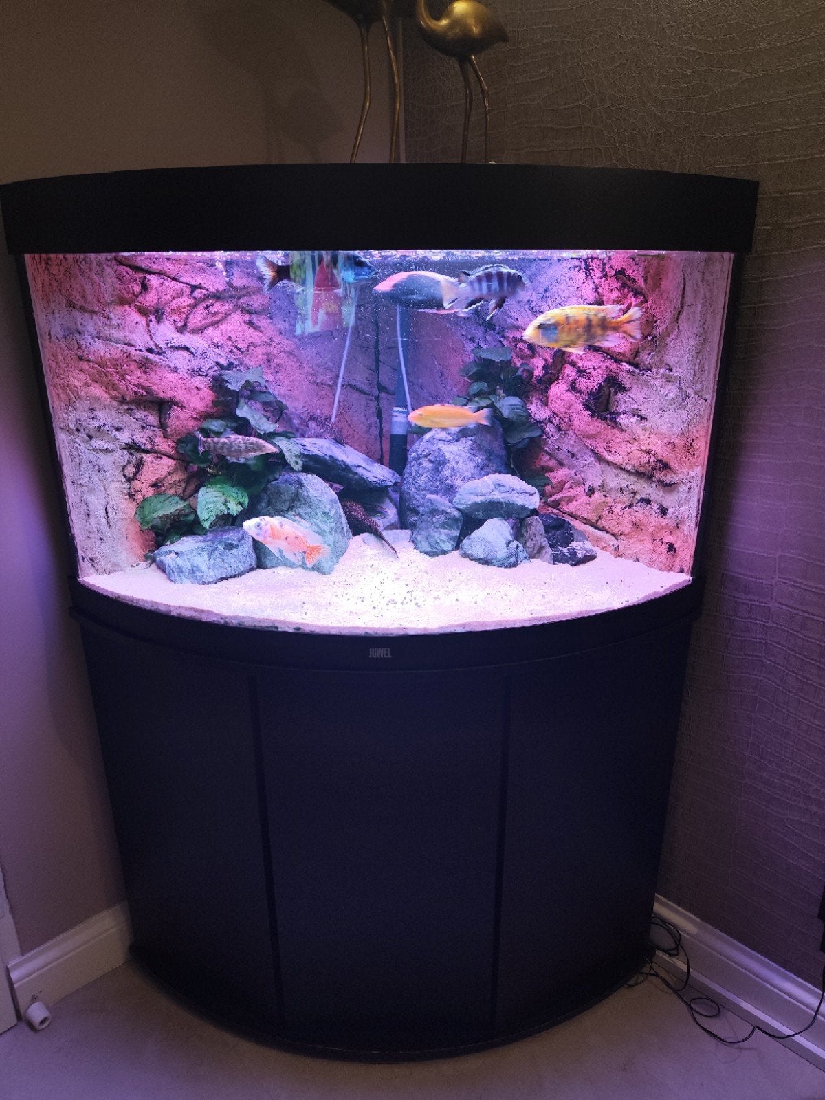 mooi 190 liter hoek aquarium van juwel, Dieren en Toebehoren, Ophalen, Gebruikt, Inclusief toebehoren, Gevuld zoetwateraquarium