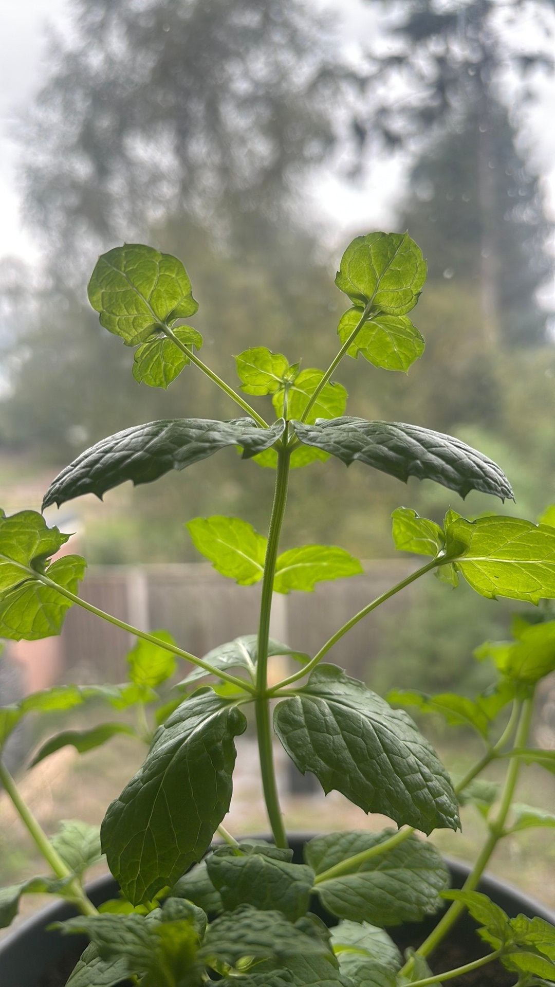 Zeldzame trio plant munthee clonen?, Ophalen, Minder dan 100 cm, Overige soorten, Zomer