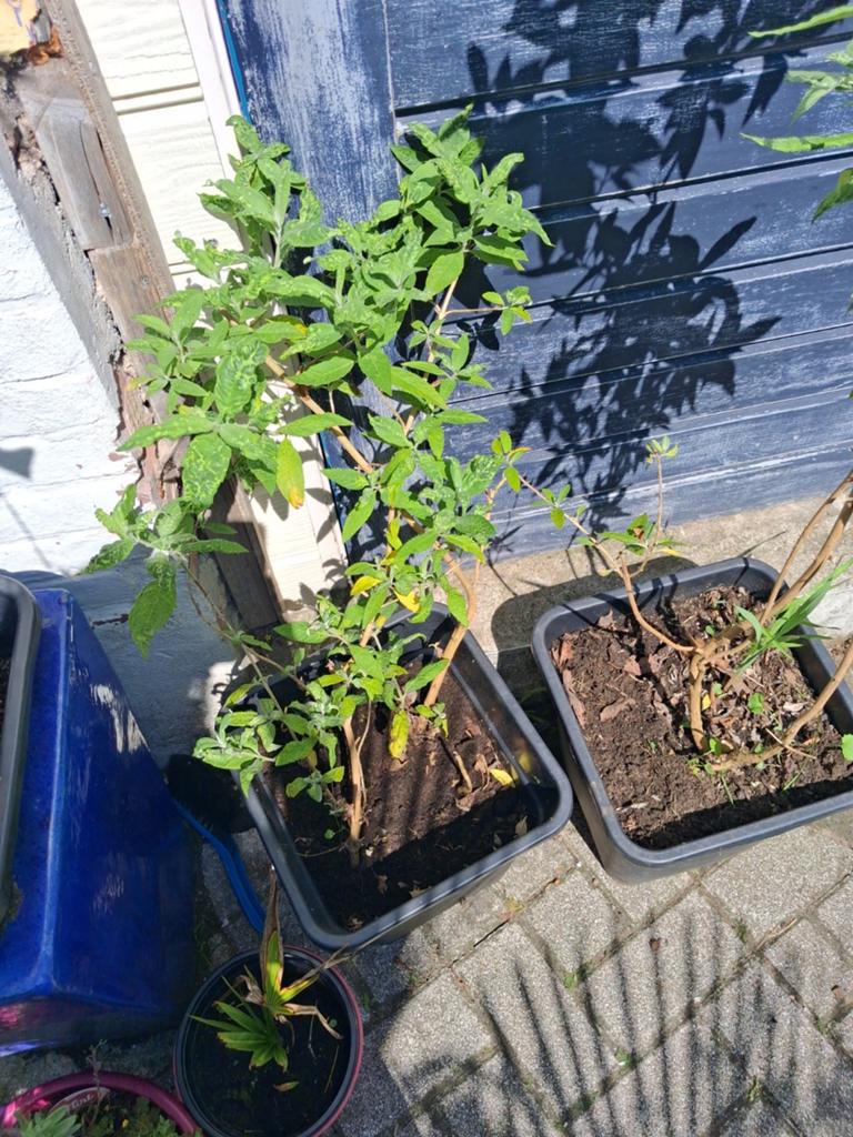 3 potten met  vlinderstruiken, Overige soorten, Minder dan 100 cm, Zomer, Ophalen