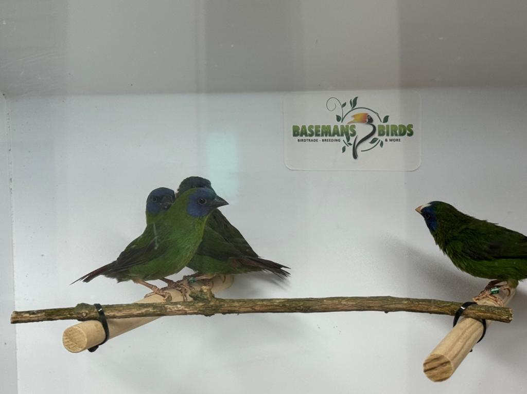 Driekleur papegaaiamadines - Erythrura trichroa, Dieren en Toebehoren, Vogels | Overige Vogels, Meerdere dieren, Tropenvogel, Geringd