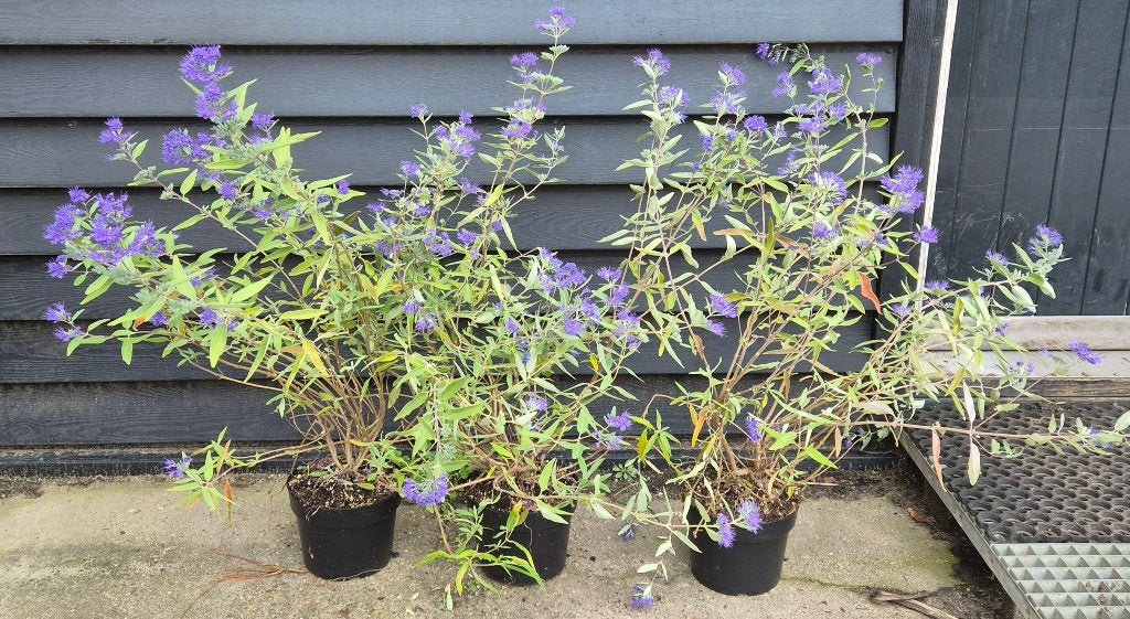 Caryopteris clandonensis ‘Heavenly Blue’, Ophalen, Laurier, Struik, Minder dan 100 cm