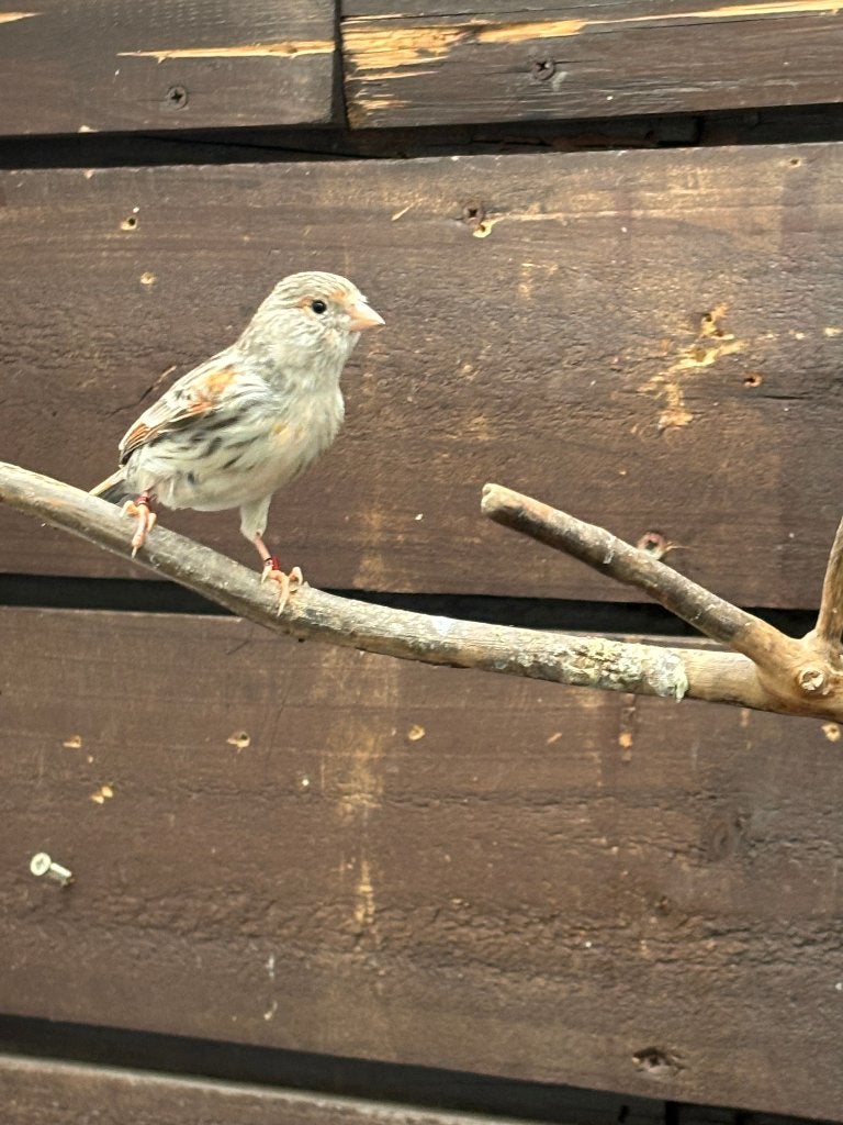 2 Rood Agaat Mozaïek Kanaries, Dieren en Toebehoren, Vogels | Kanaries, Vrouwelijk, Kleurkanarie
