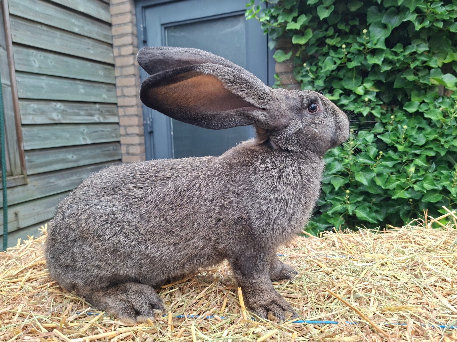 Duitse Reus ram te koop, Mannelijk, Groot, 0 tot 2 jaar