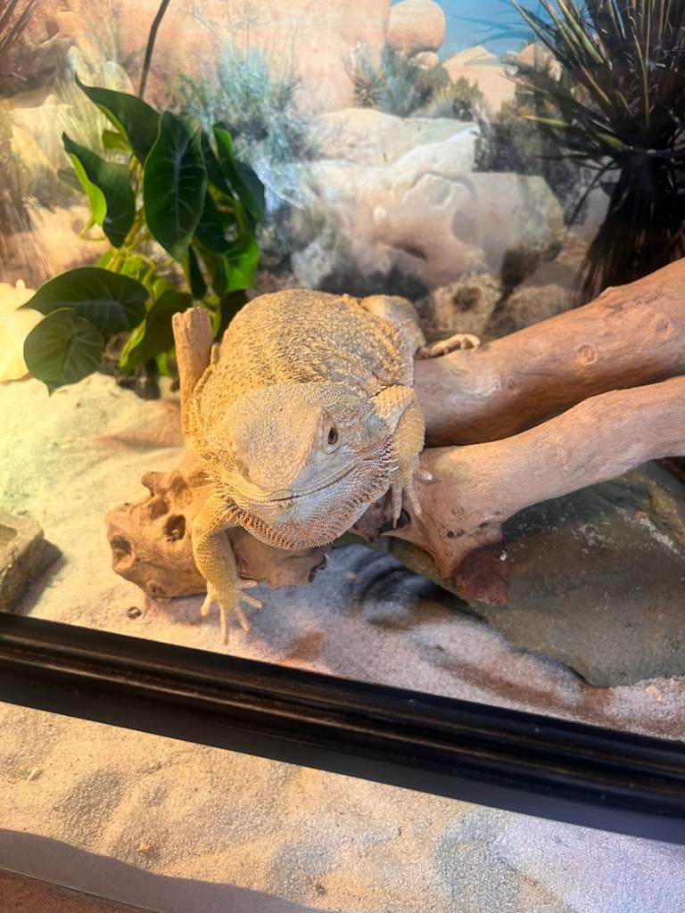 Baardagaam met terrarium Bearded Dragon - unknown for sale from Oudendorp