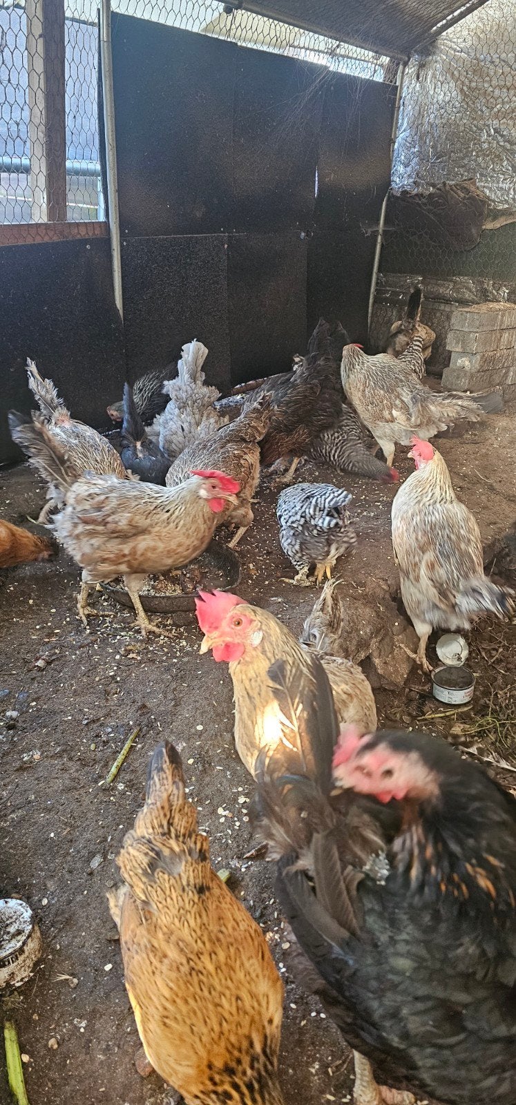23 kippen en kippenhok, Dieren en Toebehoren