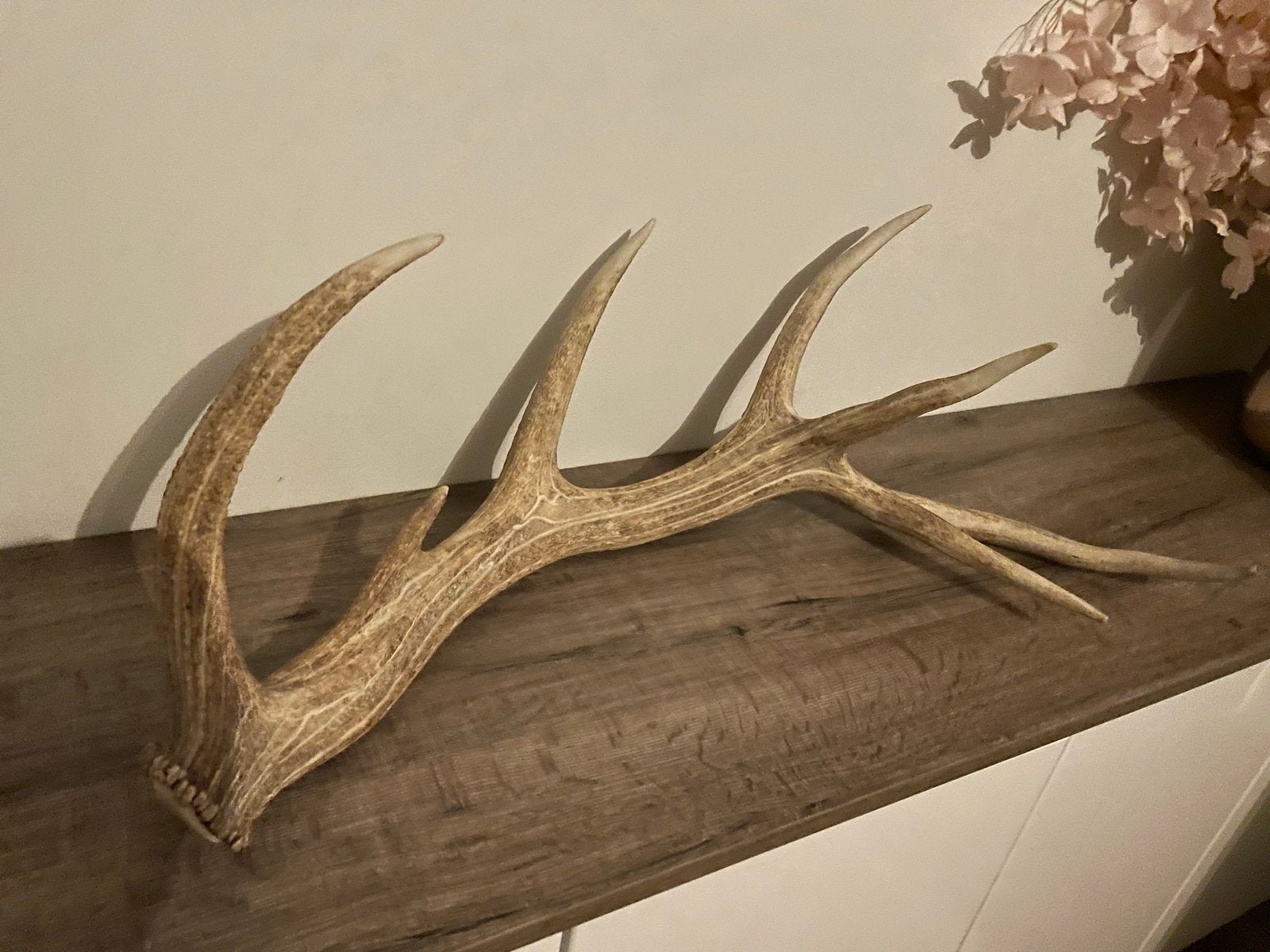Herten gewei 80 cm breed, Gebruikt, Ophalen of Verzenden, Landelijk, Natuurlijk materiaal