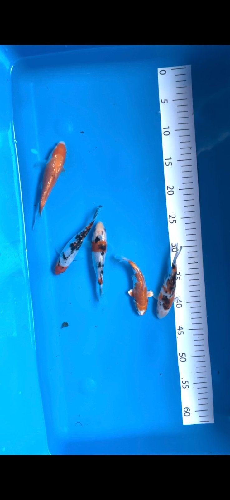 Tosai koi karper, Dieren en Toebehoren, Vissen | Vijvervissen, Karper of Koi
