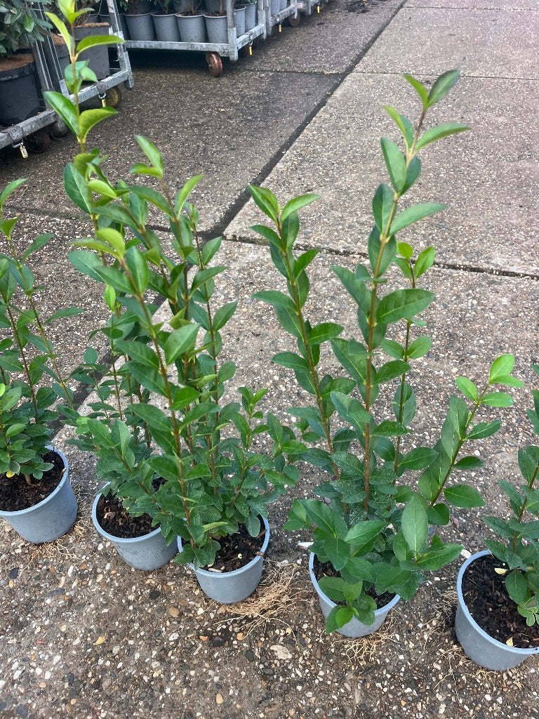 Foto 9 van Ligustrum Ovalifolium Haagplanten - Groene Ligusterhaag