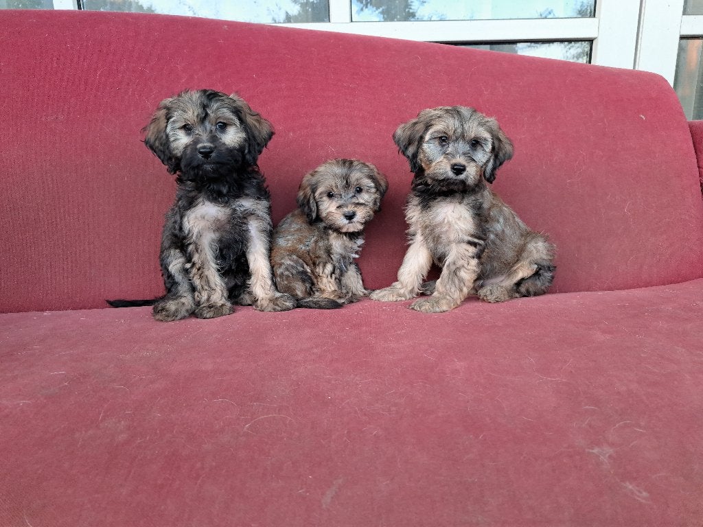 geweldige Maltipoo pups  ( Nog 3 teefjes ), Parvo, Nederland, 8 tot 15 weken, Teef